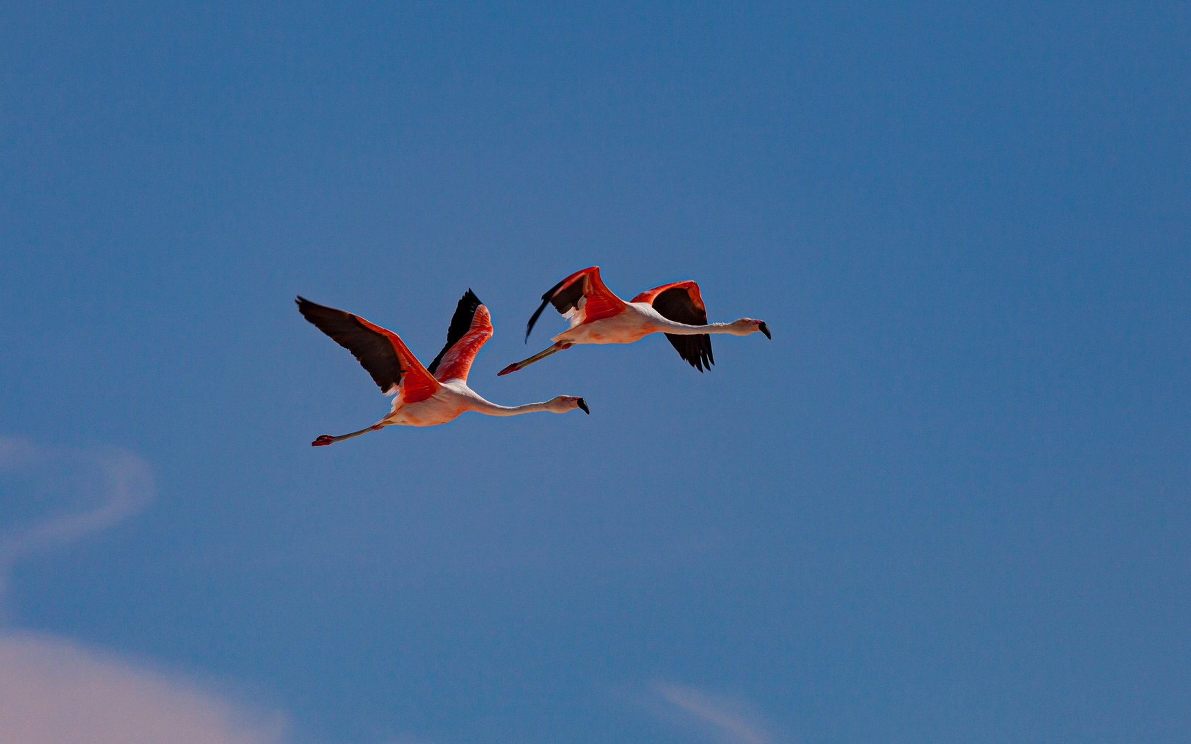 Duo von Chileflamingos