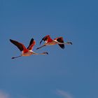 Duo von Chileflamingos