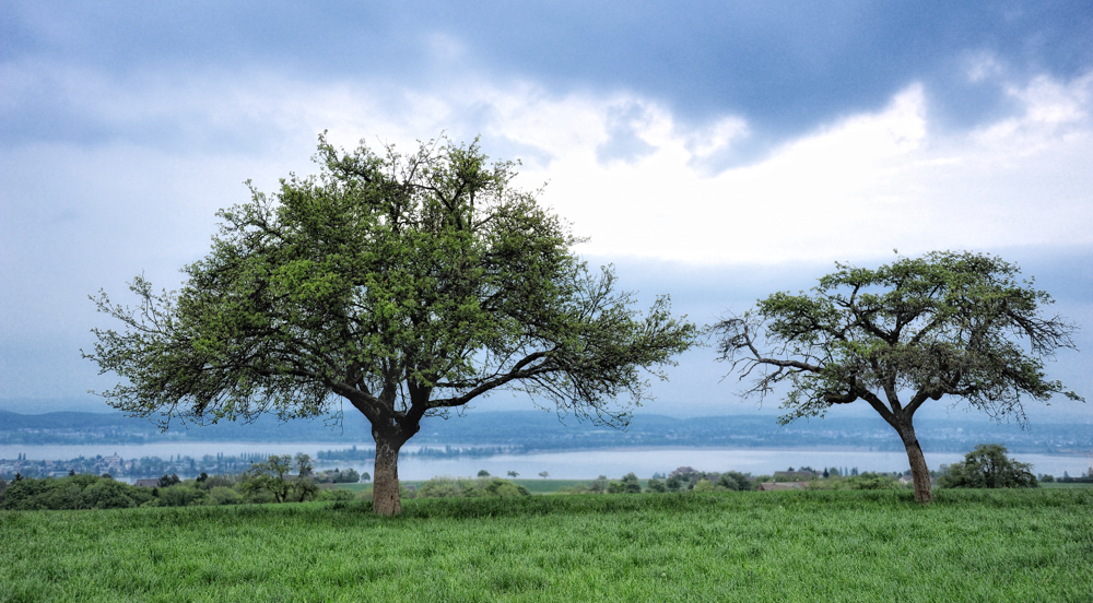 Duo vor der Reichenau