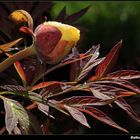 " Dur d'éclore pour ce bouton de pivoine, avec 5 cm de grêle dans les gouttières "