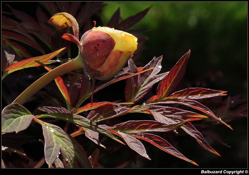 " Dur d'éclore pour ce bouton de pivoine, avec 5 cm de grêle dans les gouttières "