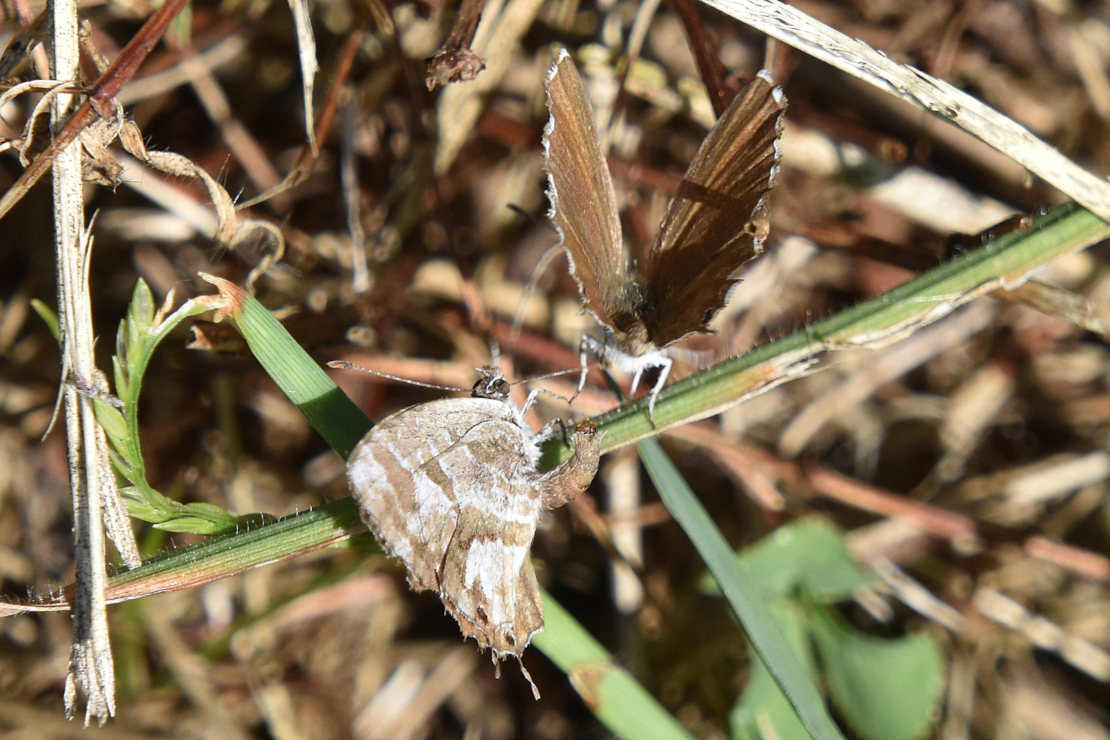 Dur ! Dur ! D'être un papillon