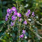 Duranta