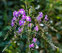 Duranta