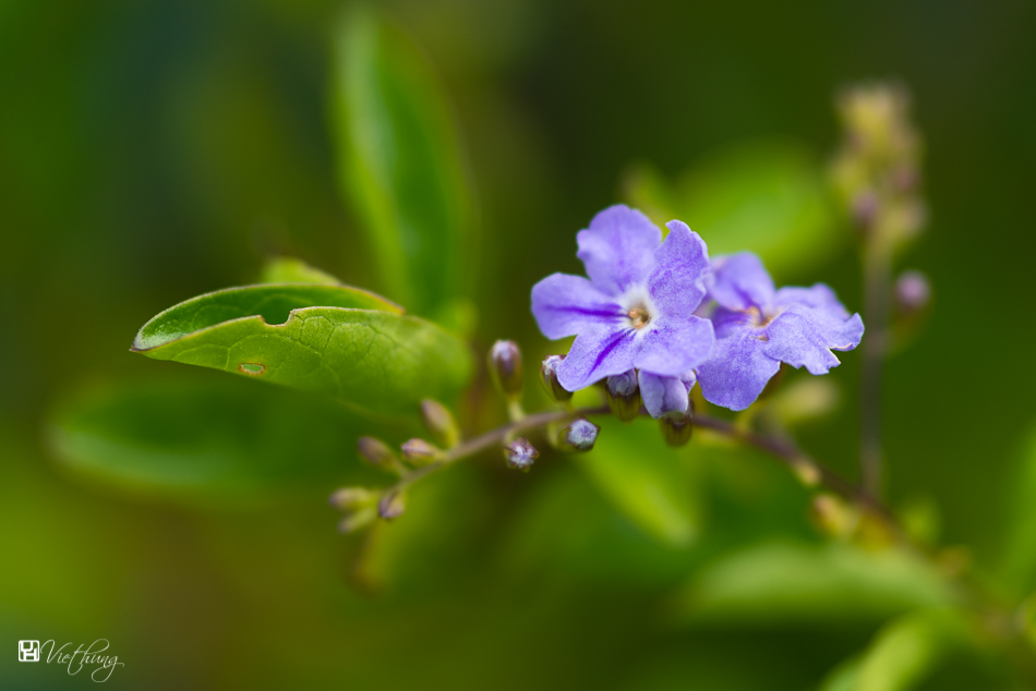 Duranta erecta