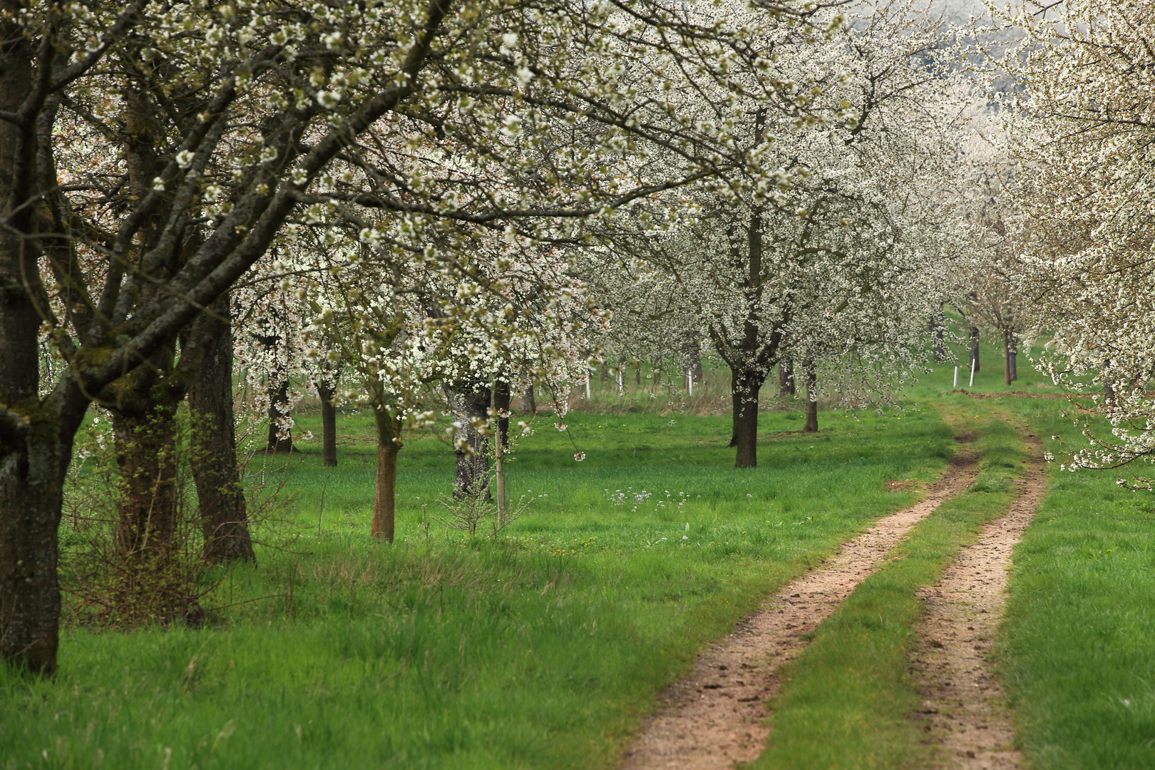 Durbach ist ein wahres Paradies für Wanderfreunde.