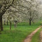 Durbach ist ein wahres Paradies für Wanderfreunde.