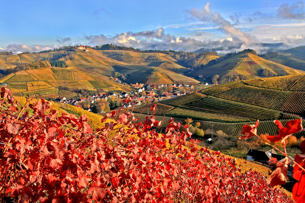 Durbacher Weinbergblick