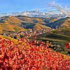 Durbacher Weinbergblick