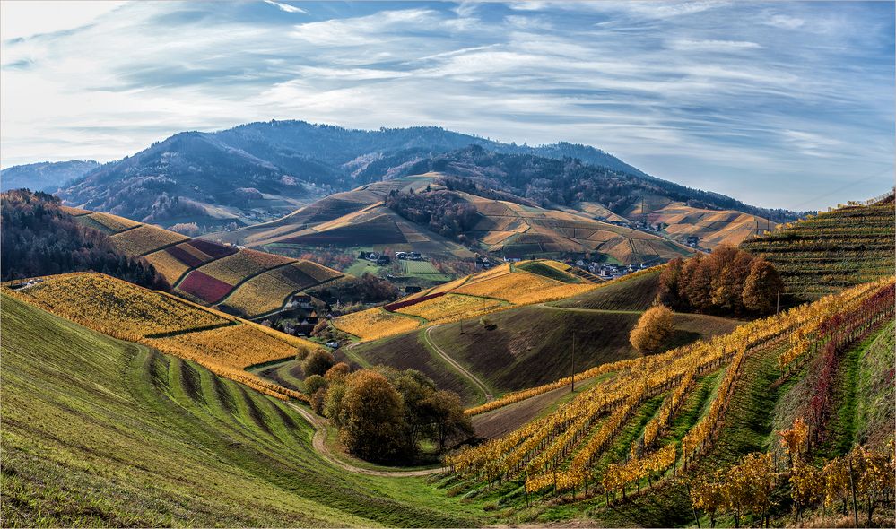 DURBACHER WEINBERGE.