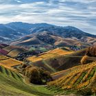 DURBACHER WEINBERGE.