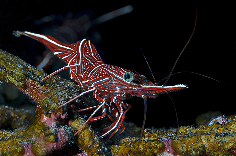 Durban Tanzgarnele (Rhynchocinetes durbanensis)