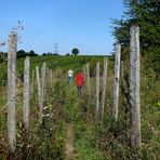 Durch aufgegebene Weinberge....