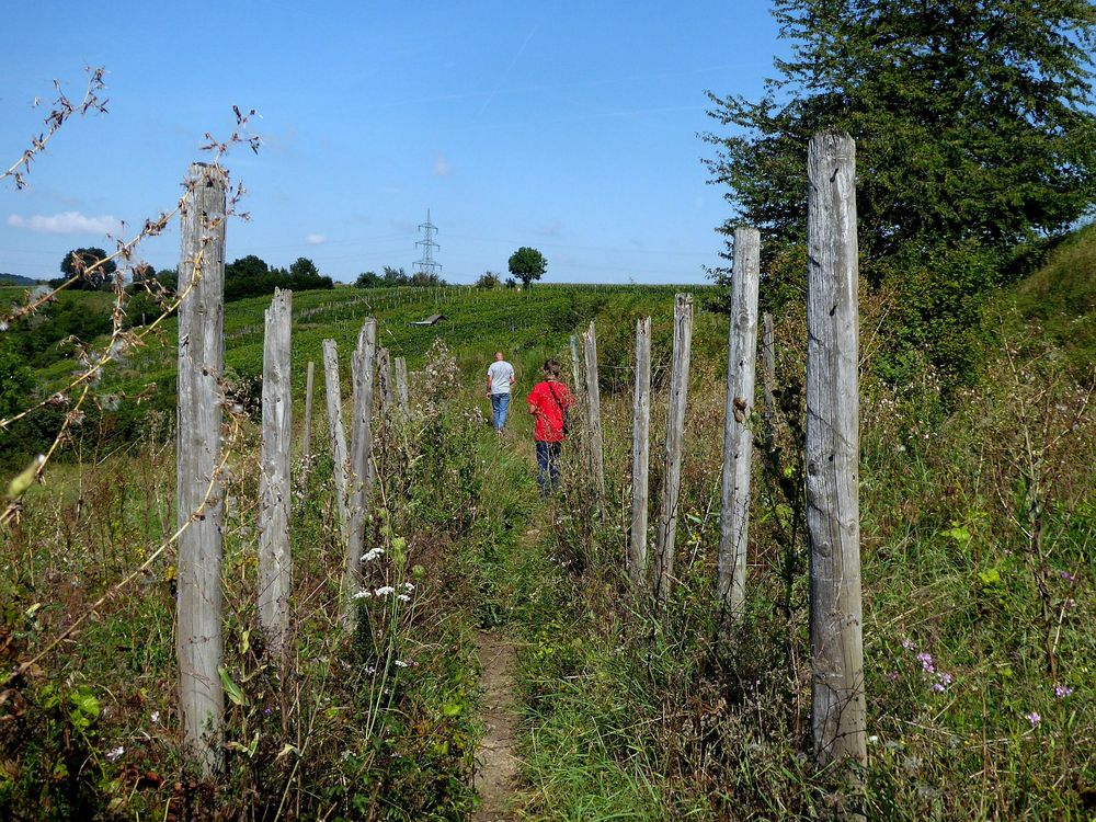 Durch aufgegebene Weinberge....