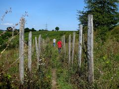 Durch aufgegebene Weinberge....