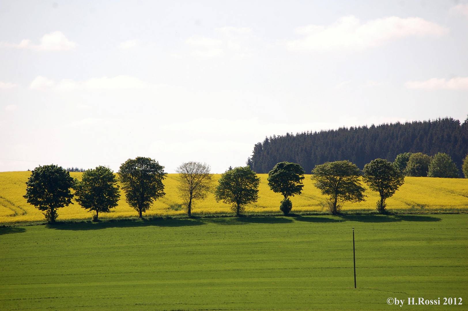 durch Bäume geteilt