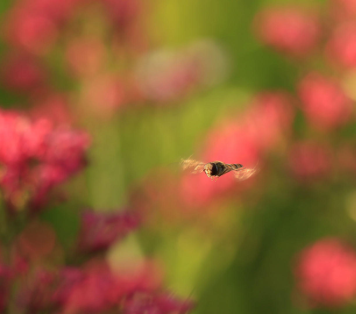 .*.*.*.*.* durch Blumenbeet .*.*.*.*.*