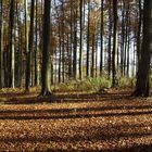 durch bunte herbstwälder wandern....