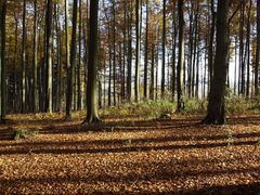 durch bunte herbstwälder wandern....