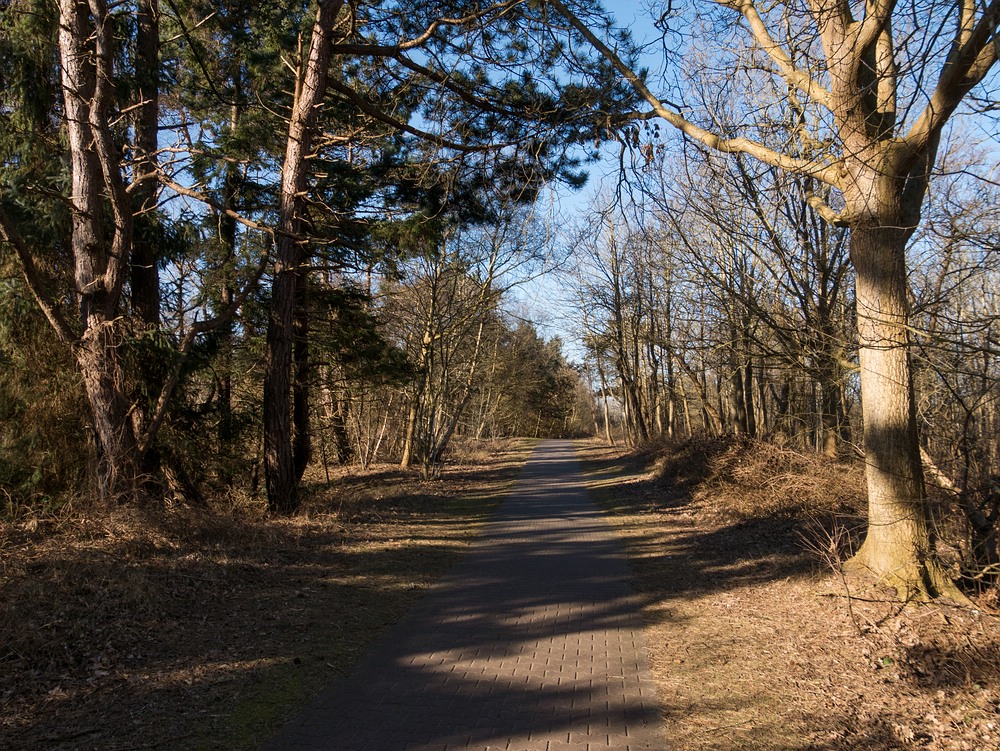 Durch das Borkumer Südwäldchen