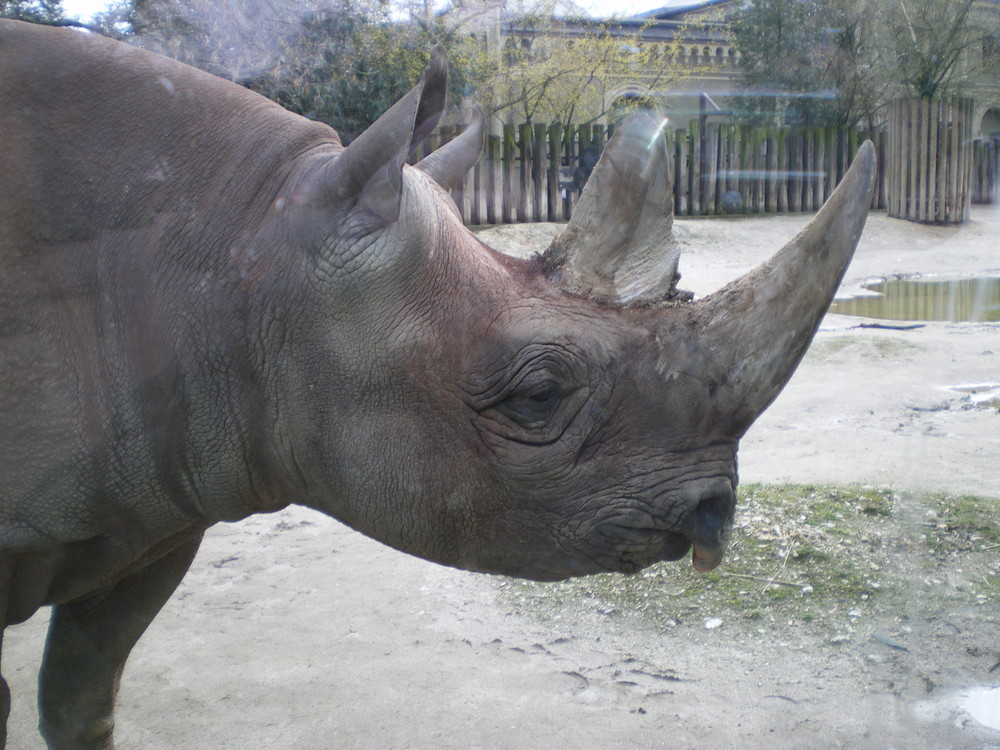 Durch das Fenster in Kölner Zoo!