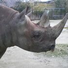 Durch das Fenster in Kölner Zoo!