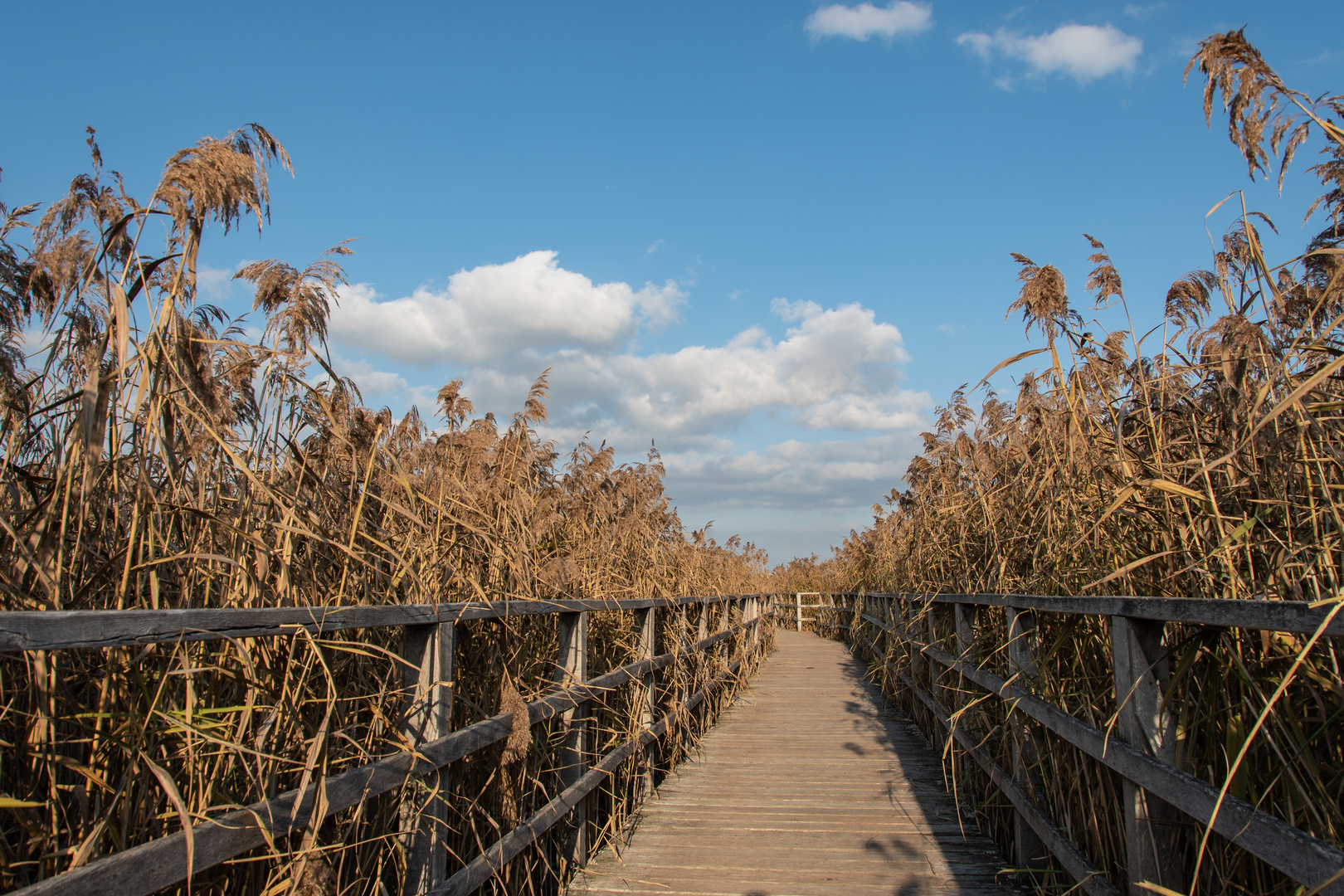 Durch das Schilfmeer