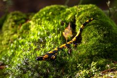 durch das weiche Moos