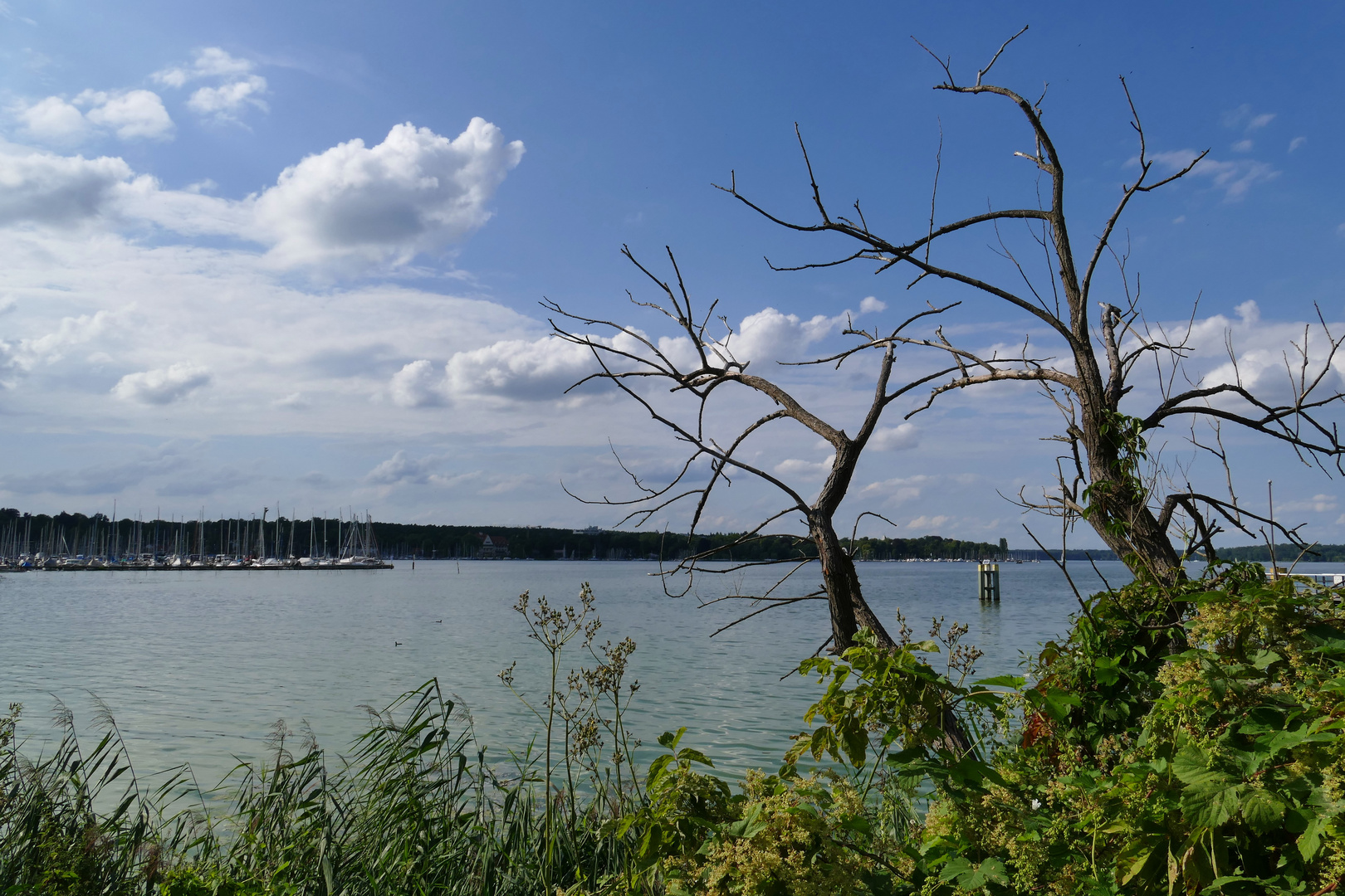 durch den Baum