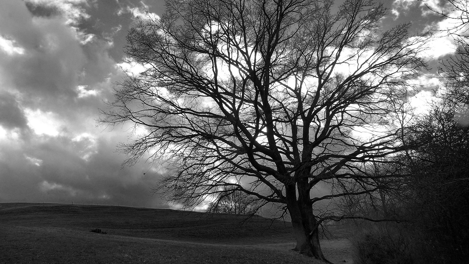 Durch den Baum