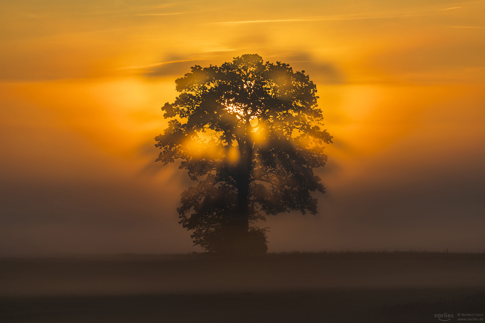 Durch den Baum