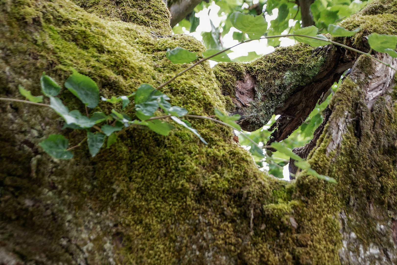 Durch den Baum geblickt