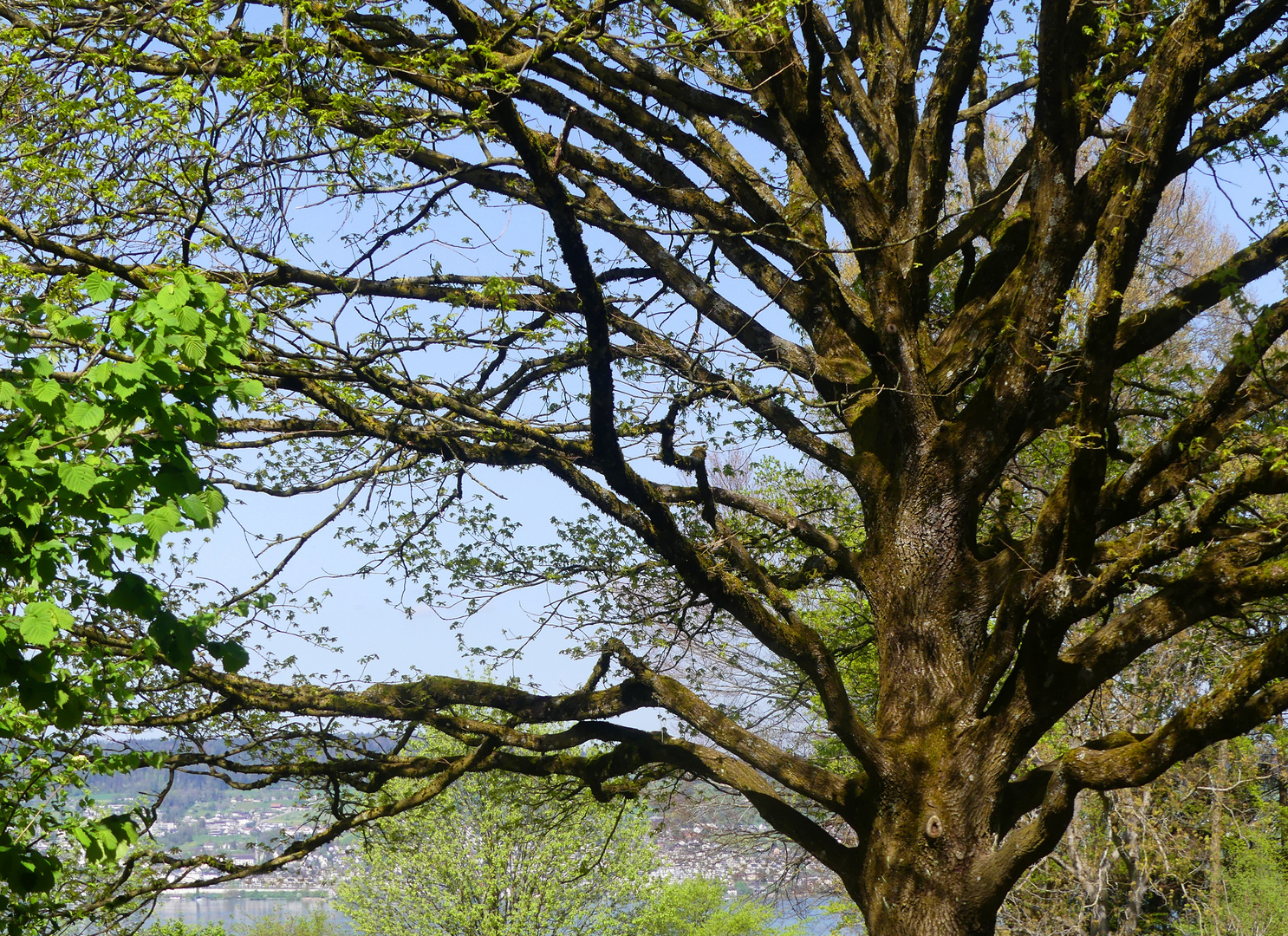 Durch den Baum geblickt