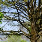 Durch den Baum geblickt