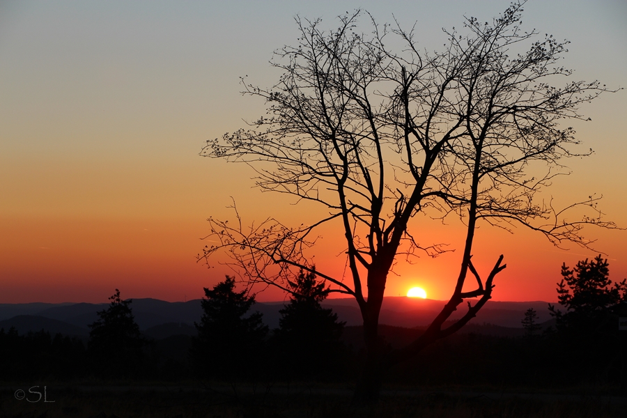 Durch den Baum geblickt....