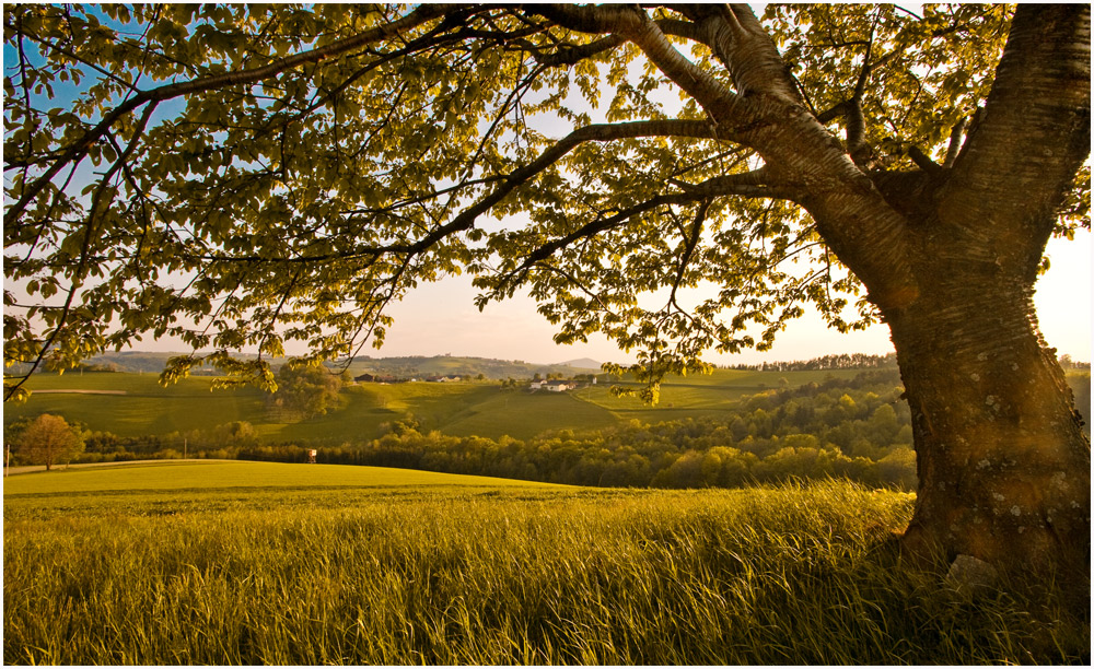 durch den Baum geblickt