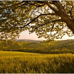 durch den Baum geblickt