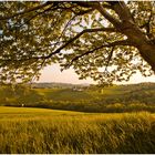 durch den Baum geblickt