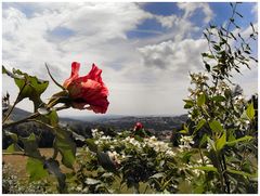 Durch den Blumenrahmen