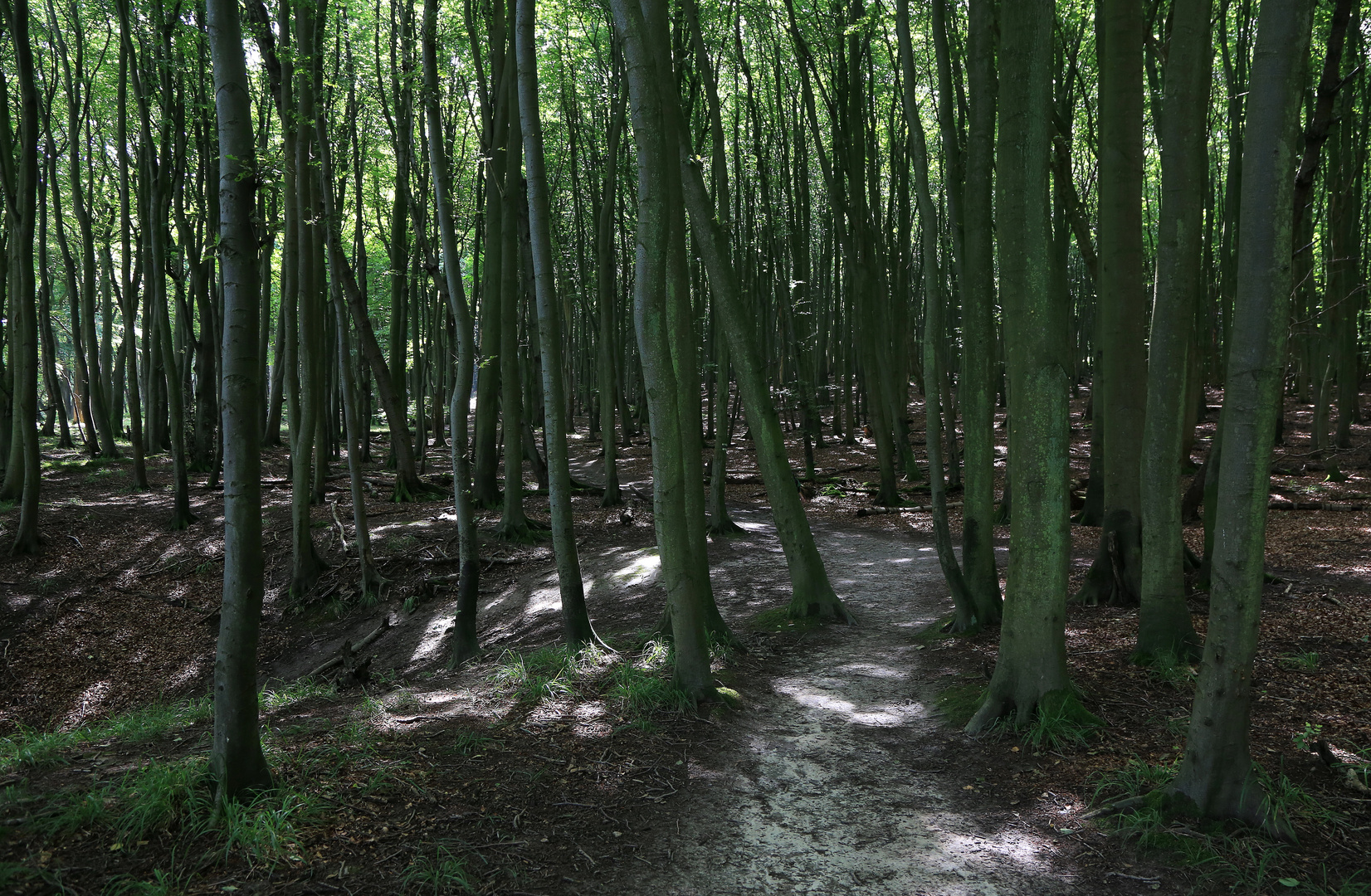 durch den buchenwald