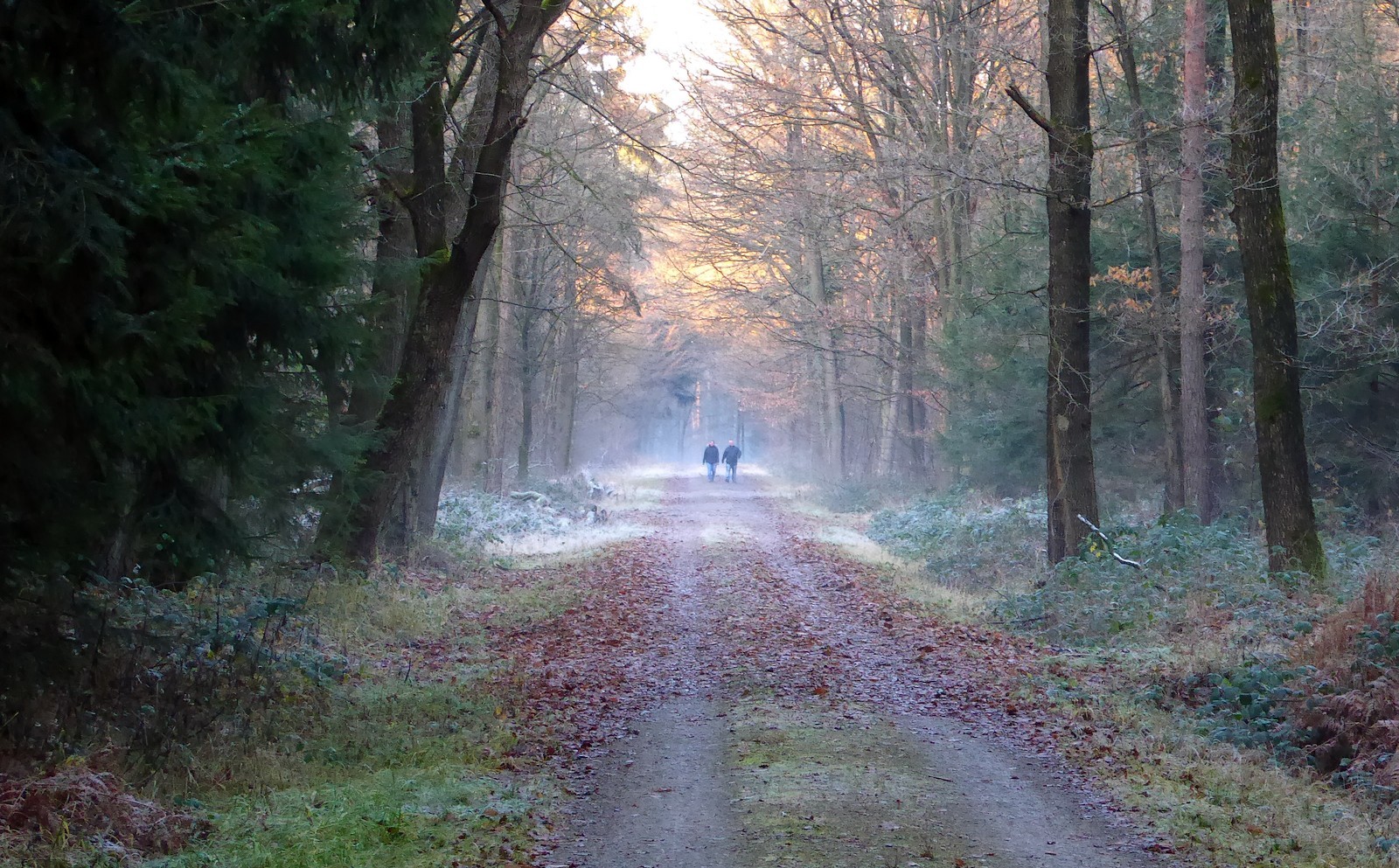 Durch den frostigen Wald