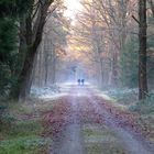 Durch den frostigen Wald