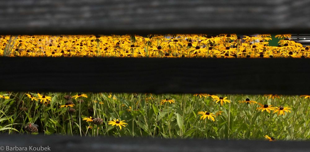 Durch den Gartenzaun ...