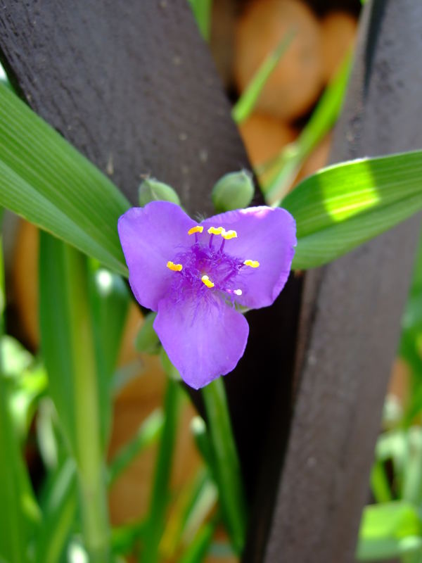 durch den Gartenzaun