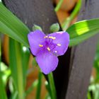 durch den Gartenzaun