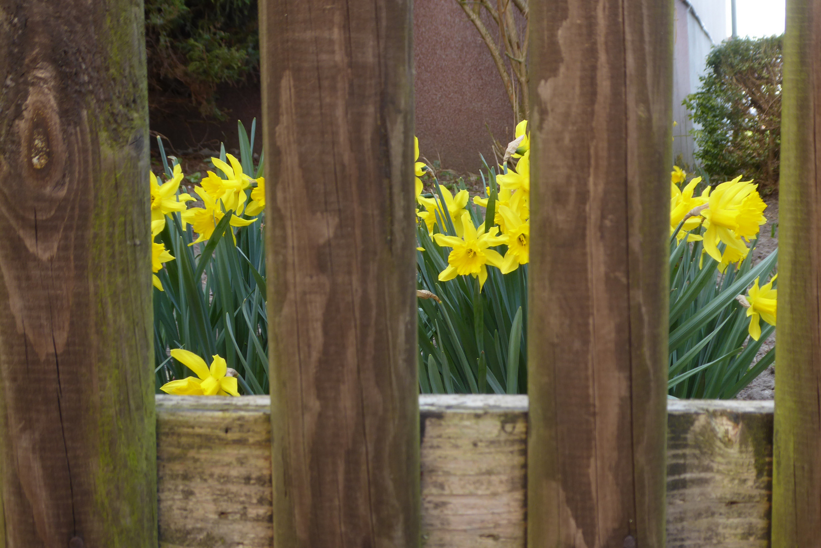 Durch den Gartenzaun geschaut