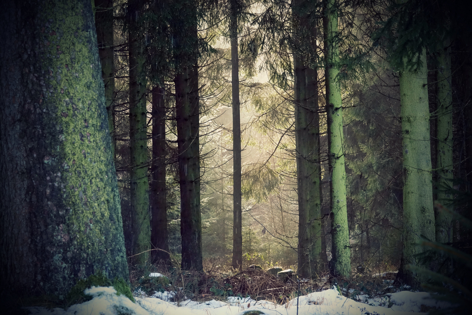 durch den grünen Wald