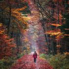 Durch den herbstlichen Tunnel