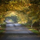 Durch den Herbstwald