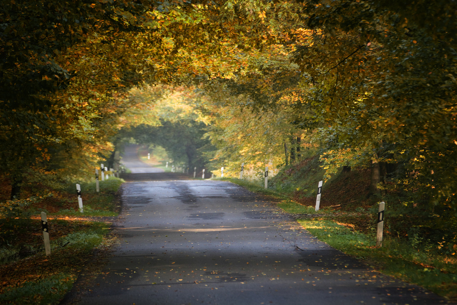 Durch den Herbstwald